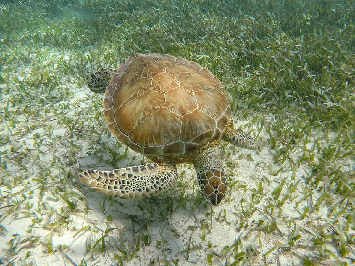 Snorkeling Tours From San Pedro, Belize: BEST SNORKELING IN CENTRAL AMERICA 17 a turtle munching on some sea grass at hol chan marine park