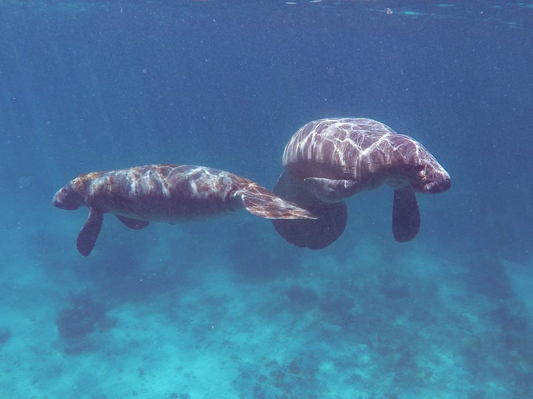 Swim With Manatees In Belize: A BUCKETLIST Experience Must Do 10 snorkeling with two manatees off caye caulker, a highlight is to swim with manatees in belize