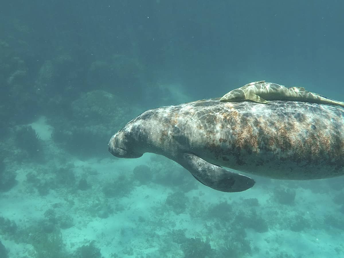 Swim With Manatees In Belize: A BUCKETLIST Experience Must Do 9 a cheeky sucker fish enjoying a ride on a manatee in belize