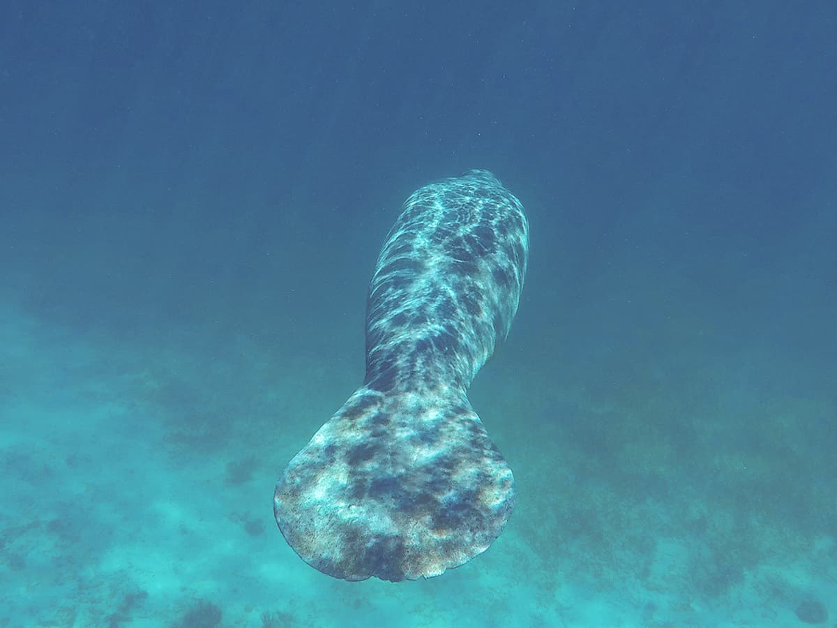Swim With Manatees In Belize: A BUCKETLIST Experience Must Do 6 one last look at the manatee as it swims off into the depths