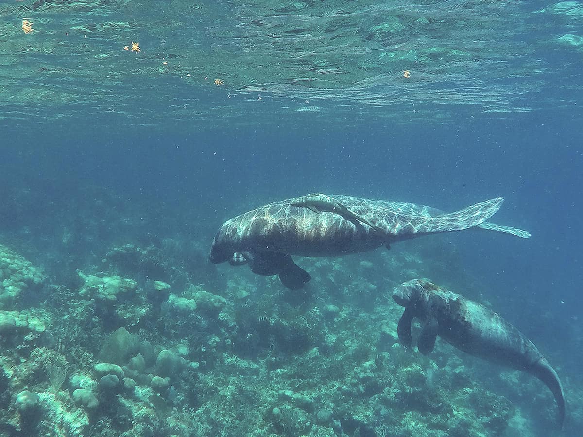 Swim With Manatees In Belize: A BUCKETLIST Experience Must Do 16 two manatees with a sucker fish stuck to one