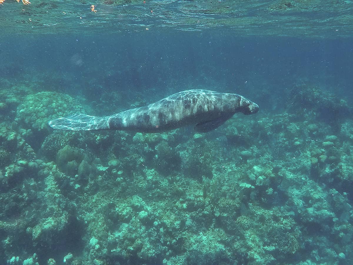 Swim With Manatees In Belize: A BUCKETLIST Experience Must Do 17 a rather large manatee blending in with the reef behind it off caye caulker