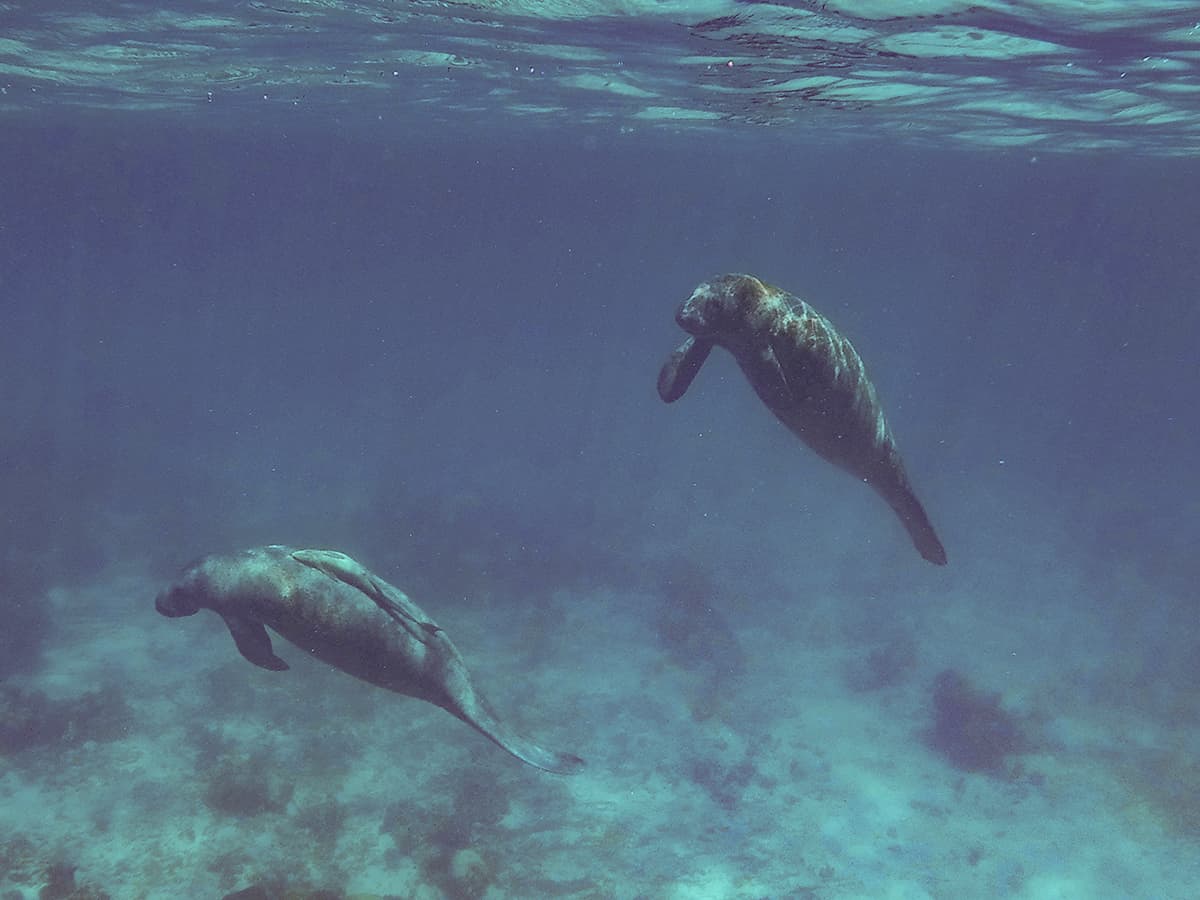 Swim With Manatees In Belize: A BUCKETLIST Experience Must Do 15 two manatees just relaxing in the deeper part of the reef in belize