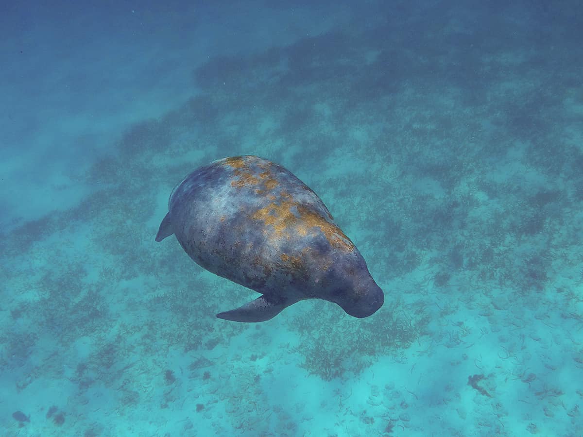 Swim With Manatees In Belize: A BUCKETLIST Experience Must Do 5 algae growing on the back on a slow moving manatee in belize that we had the opportunity to swim with