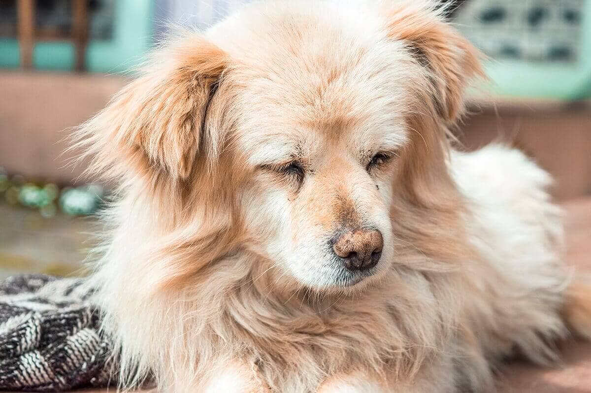 Day 4: Timang To Chame On The Annapurna Circuit 4 dog in timang tal to dharapani on the annapurna circuit