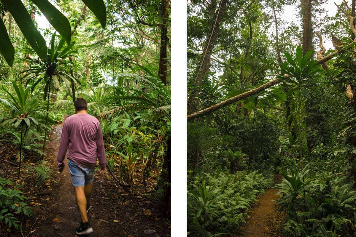 Things To Do In Isle Of Pines: For Cruise Passengers & More 18 exploring some of the trails in isle of pines