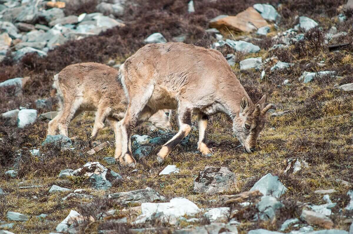 Day 11: Thorong Phedi To High Camp On The Annapurna Circuit 5 blue sheep throng phedi to high camp on the annapurna circuit