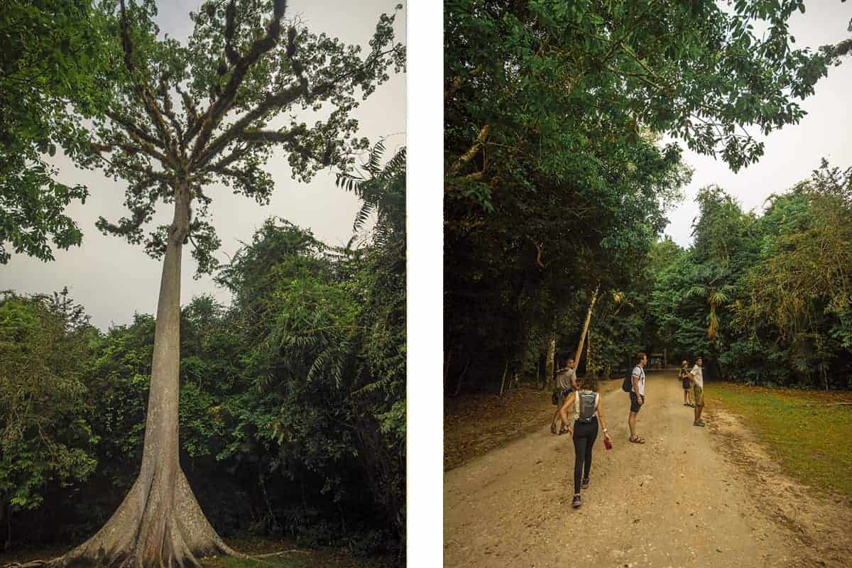 Tikal Tour From Flores: Is It Worth Booking? 38 arriving in tikal walking down the path to our first temple
