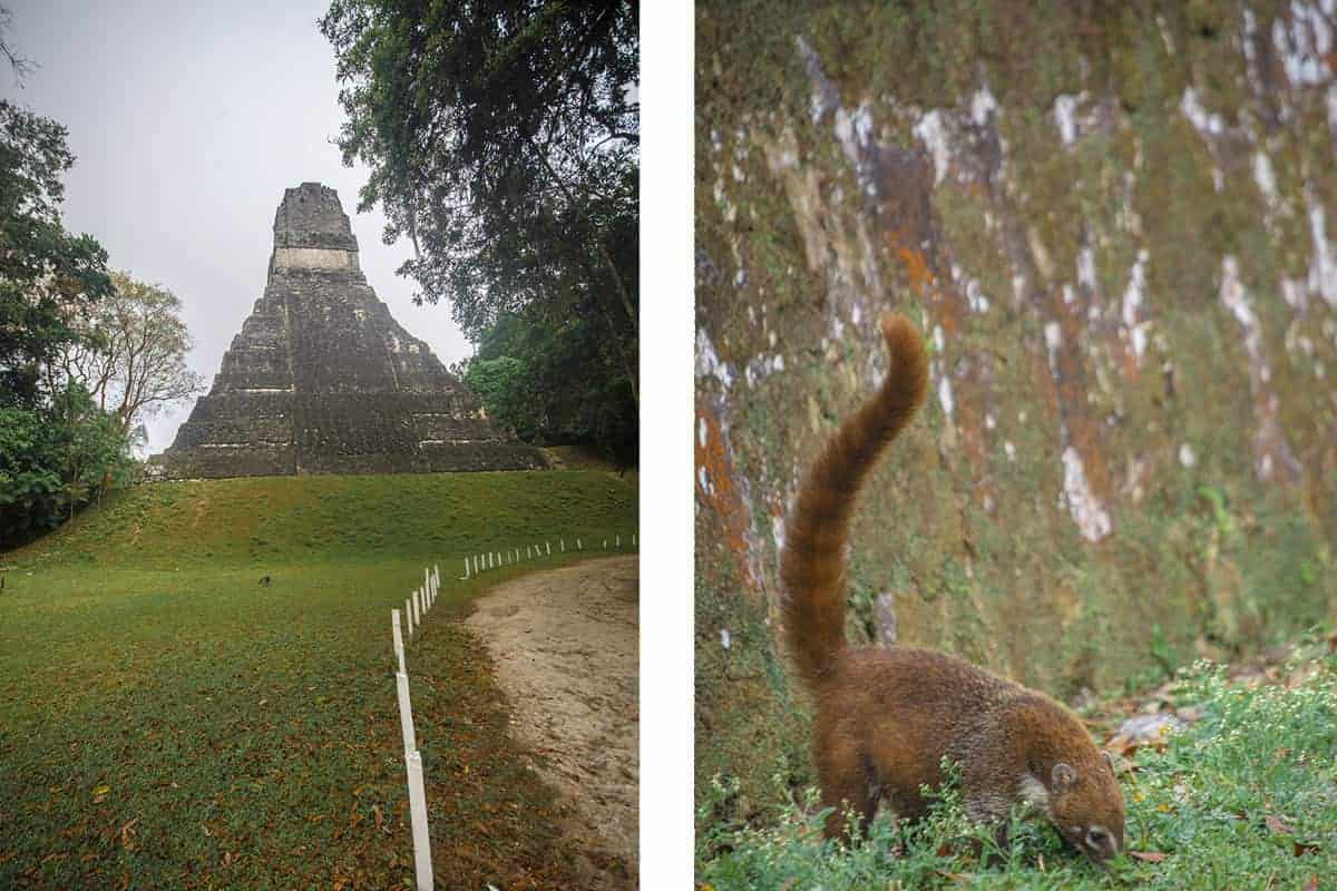 Tikal Tour From Flores: Is It Worth Booking? 40 the great jaguar // a friendly coati looking for its breakfast