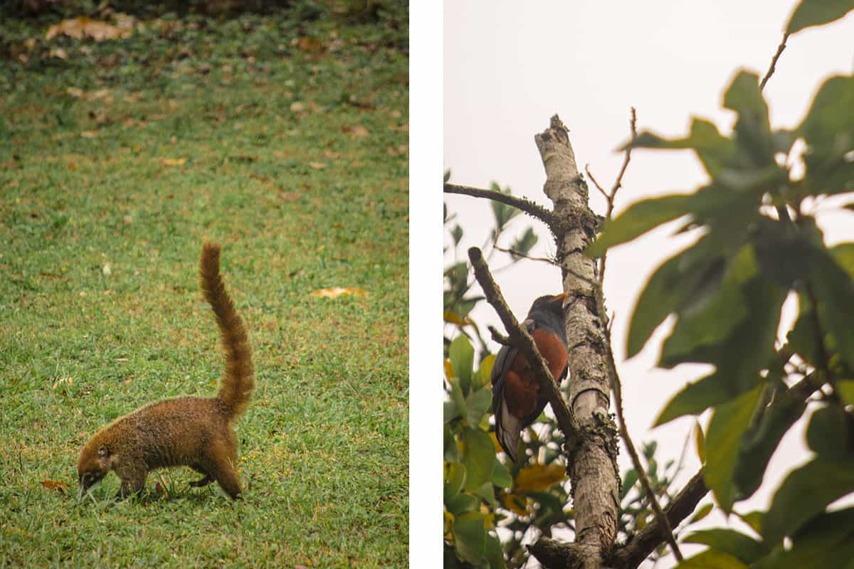 Tikal Tour From Flores: Is It Worth Booking? 30 a happy coati in tikal // admiring the birds