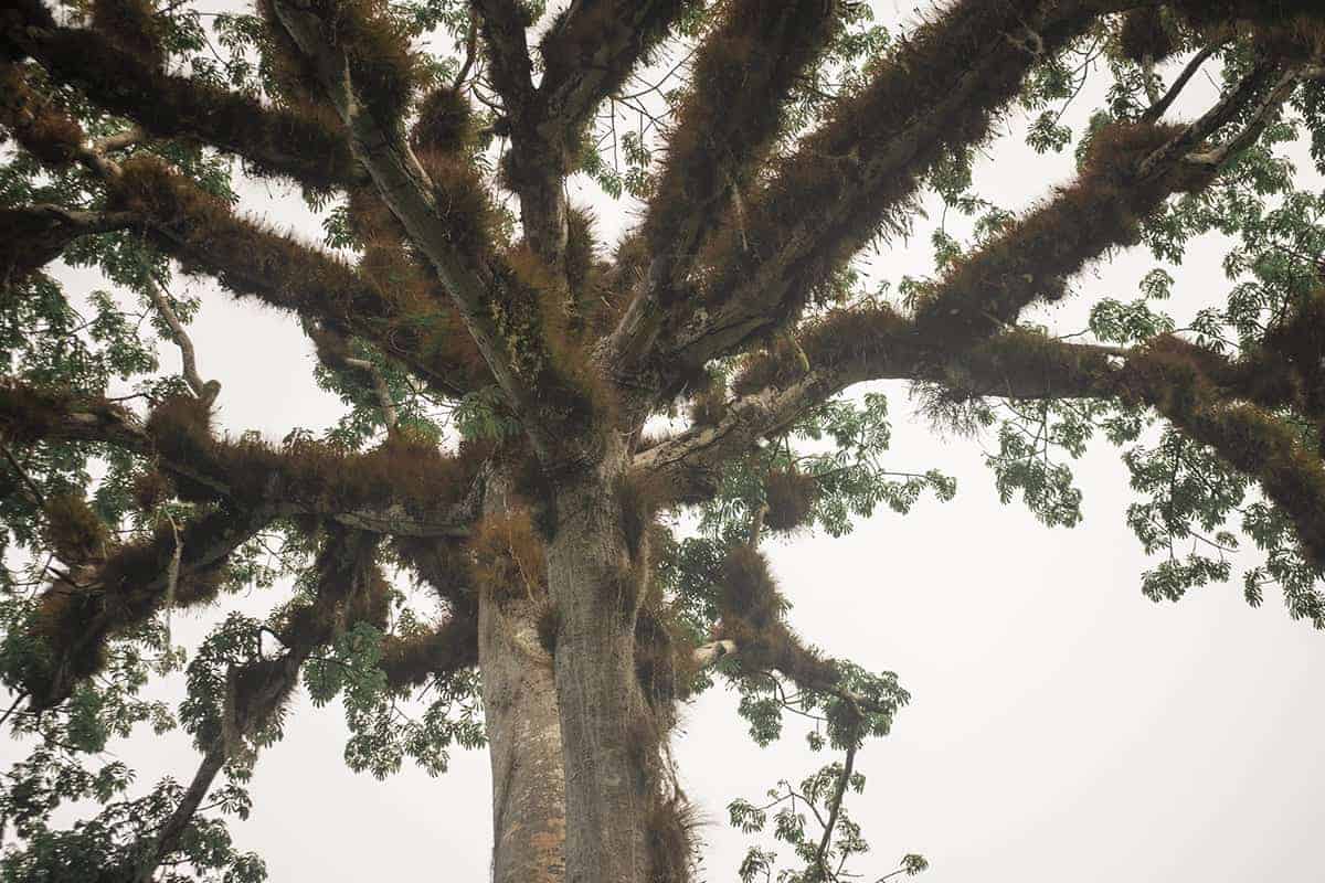 Tikal Tour From Flores: Is It Worth Booking? 39 looking up at some of the trees covered in air plant at tikal