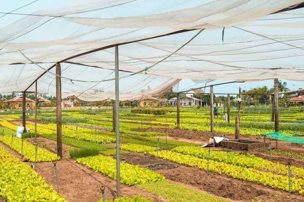 tra que vegetable village under netting from birds in hoi an