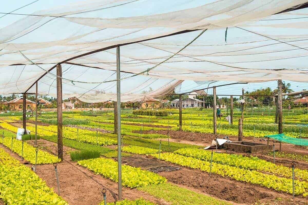 Tra Que Vegetable Village, Hoi An: Is It Worth Visiting? 2 tra que vegetable village under netting from birds in hoi an