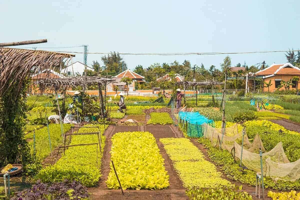 Backpacking Hoi An Itinerary: 3 Days In Hoi An Travel Tips 12 gardens growing different vegetables and herbs at tra que hoi an