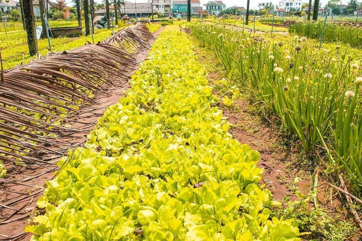 Tra Que Vegetable Village, Hoi An: Is It Worth Visiting? 8 lettuce growing in vegetable village hoi an