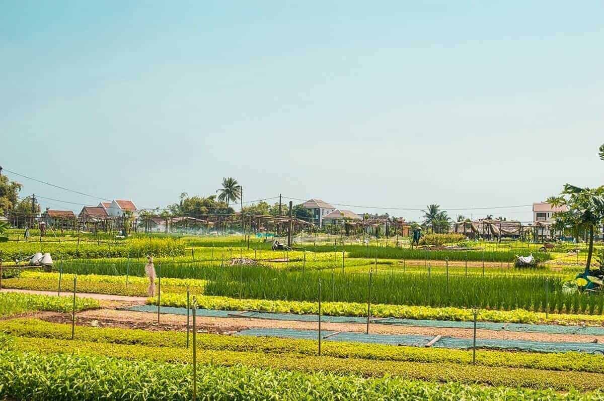 Tra Que Vegetable Village, Hoi An: Is It Worth Visiting? 19 gardens at tra que growing vegetables