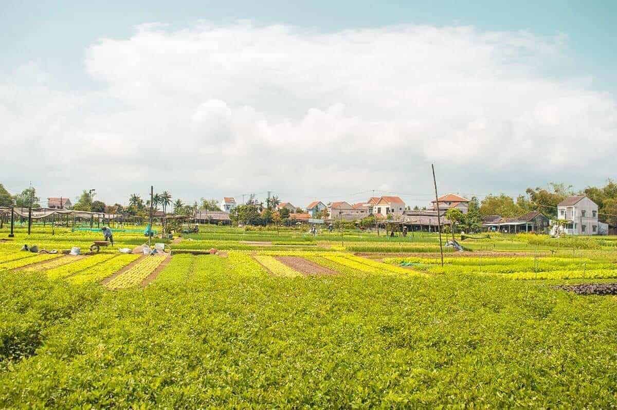Top Things To Do In Hoi An, Vietnam 10 tra que vegetable village fields in hoi an
