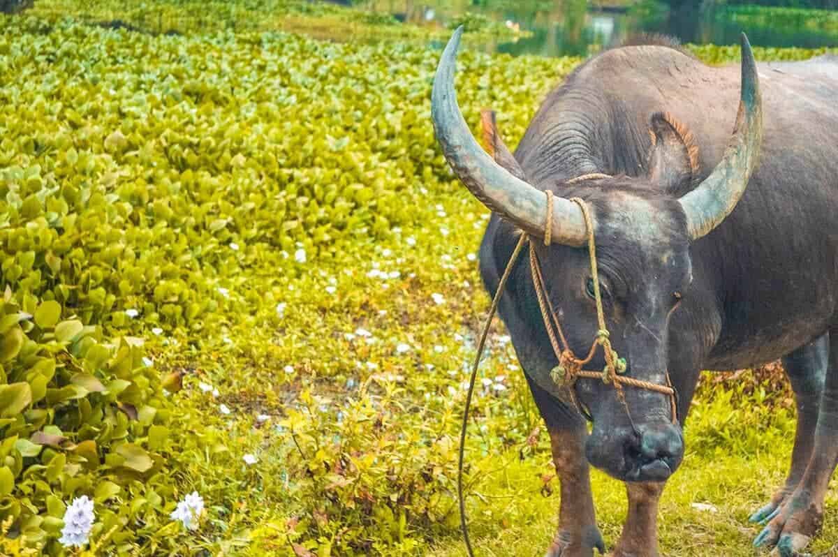 Tra Que Vegetable Village, Hoi An: Is It Worth Visiting? 18 water buffalo in field of flowers in hoi an vietnam