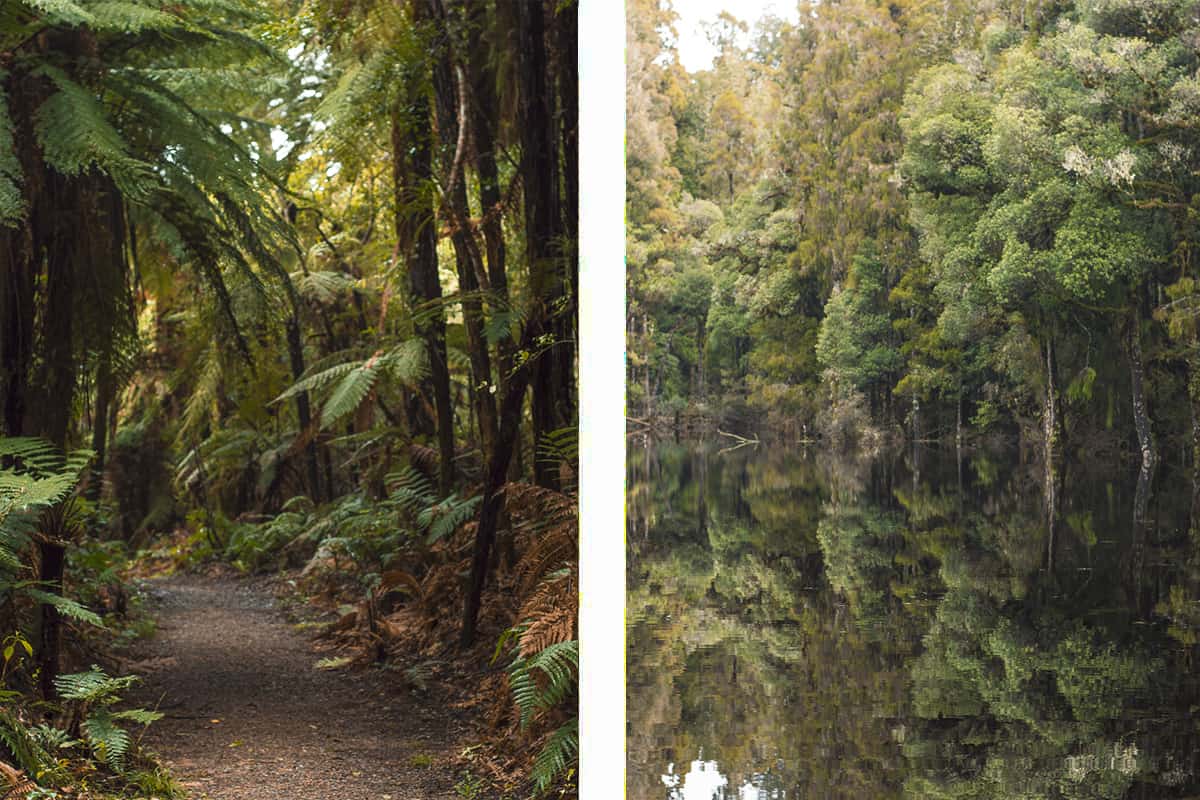 Waihora Lagoon Walk: BEST Short Hike In Taupo 7 ferns lining the trail to waihora lagoon // its hard to tell where the trees begin and the water starts due to the reflection with still water