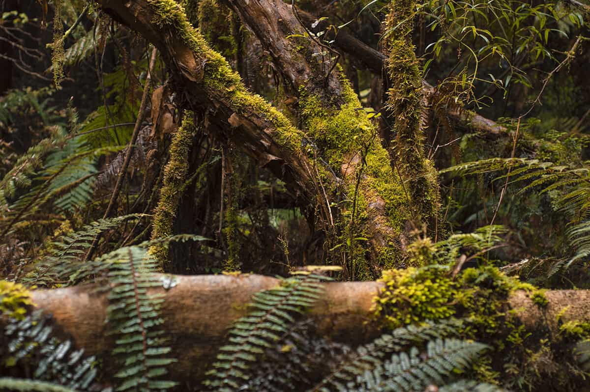 Waihora Lagoon Walk: BEST Short Hike In Taupo 6 looking into the dense forest from the pathway to waihora lagoon