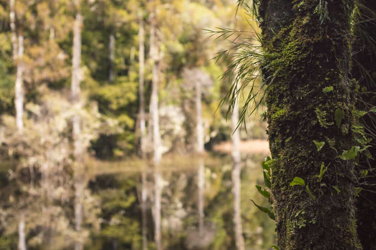 Waihora Lagoon Walk: BEST Short Hike In Taupo 12 moss and small plants growing on a near tree in front of waihora lagoon