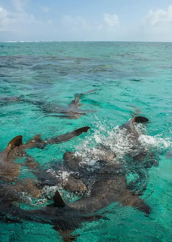 1 Week In Belize Itinerary: BEST 7 Days In Belize 4 arriving a shark ray alley in belize