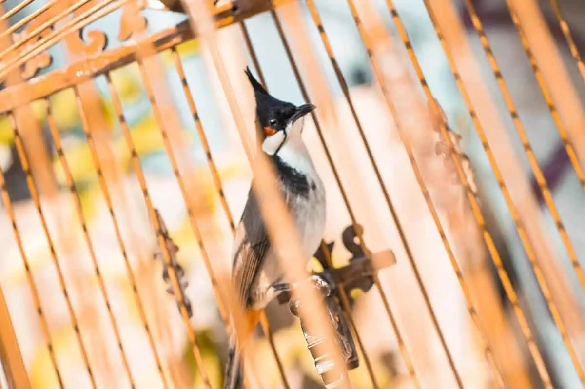 3 Days In Luang Prabang Itinerary: ULTIMATE Guide 17 bird in cage in luang prabang