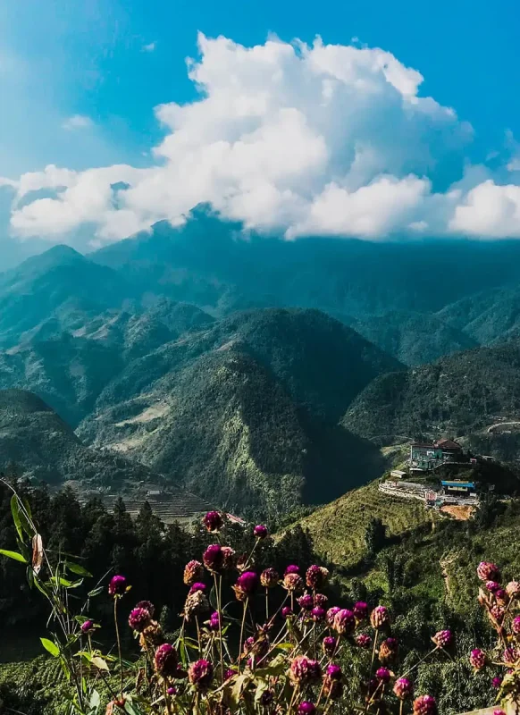 3 Week Vietnam Itinerary: BEST North To South Route 13 Vibrant flowers in the foreground with a panoramic view of the mountains in Sapa, an essential experience in a Vietnam itinerary 3 weeks.