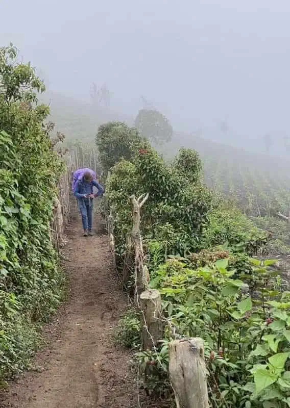 Acatenango Volcano Hike Difficulty: BEST GUIDE (2025) 19 hiking in the early sections of the acatenango volcano trek, it might not look steep but trust me it is