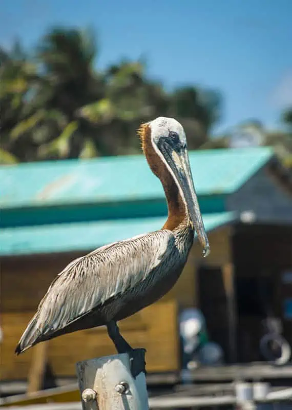 Ambergris Caye VS Caye Caulker: Which Island Is Best For Your Belize Paradise 15 A close-up of a pelican perched on a post in Ambergris Caye, where wildlife encounters differ from those in Caye Caulker.