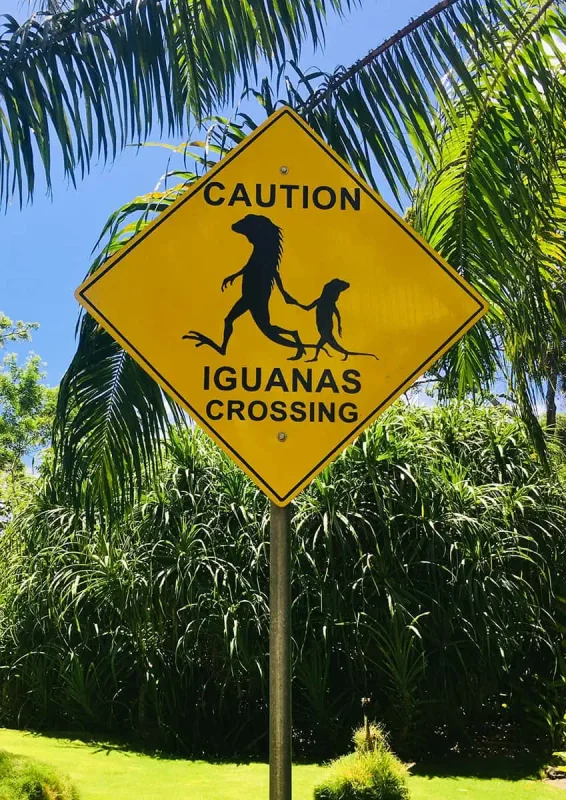 Backpacking Belize: The BEST Guide For Travelers 2025 11 iguanas crossing sign in belize