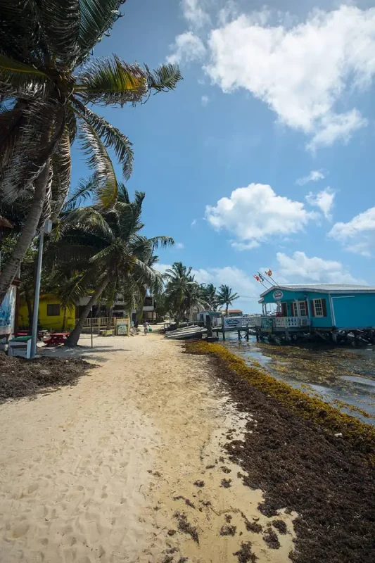 Backpacking Belize: The BEST Guide For Travelers 2025 13 sargassum washing up on one of the beaches in ambergris caye belize