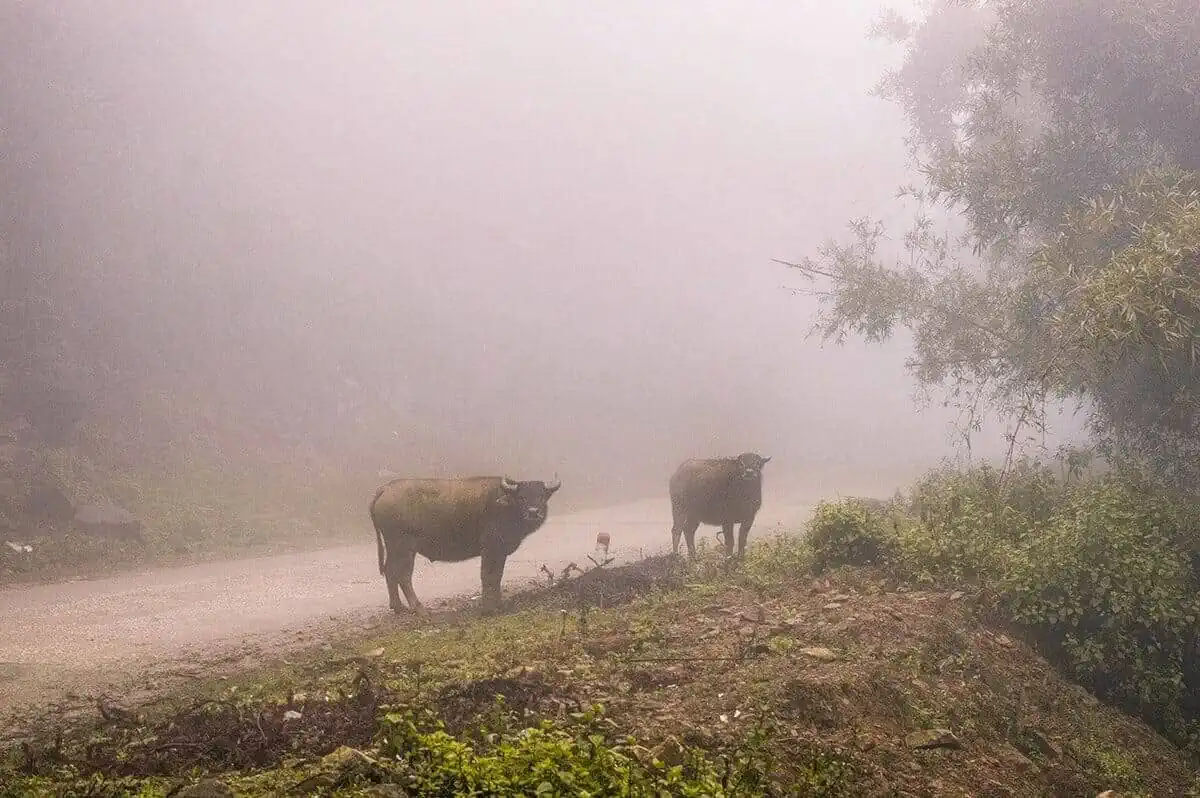 3 Days In Sapa Itinerary: The ULTIMATE Guide (2025) 13 water buffalos on the road to sapa