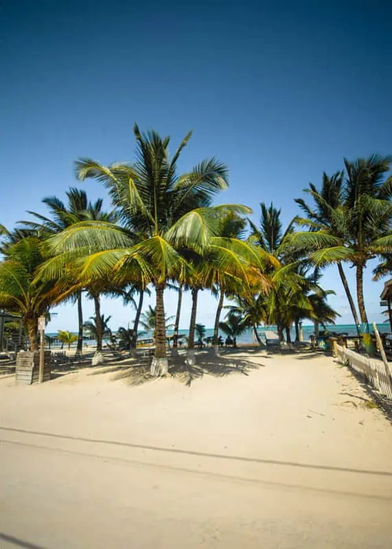 A row of tall, slender palm trees dominate the foreground of this image, casting long shadows across the fine, white sands of a secluded Belizean beach. The clear sky and the absence of people provide a sense of tranquility and isolation.