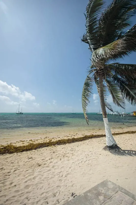 A solitary palm tree leans towards the sea on a sandy beach in Belize. Its fronds flutter in the wind against a backdrop of clear blue sky and turquoise waters, epitomizing the tropical beauty of the region.