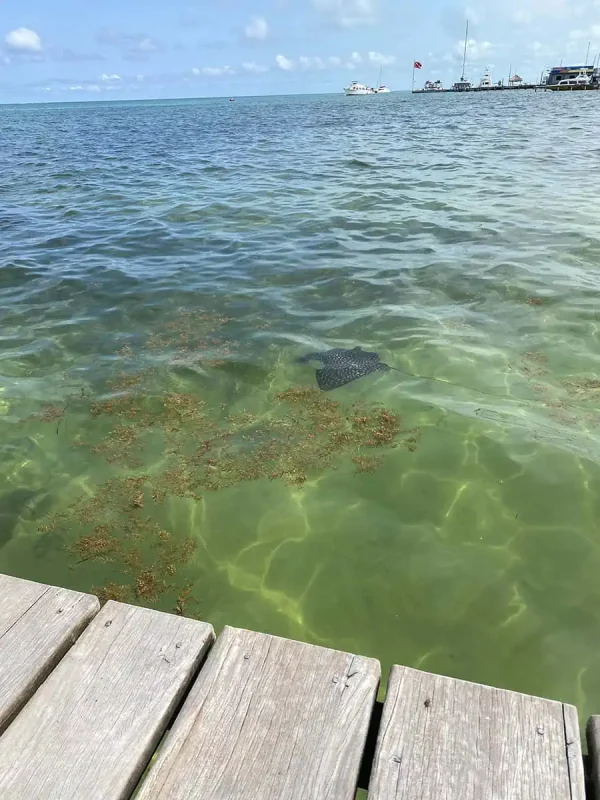 A spotted eagle ray visible in the shallow waters near a dock in Belize, representing the rich marine life that can be observed in June.