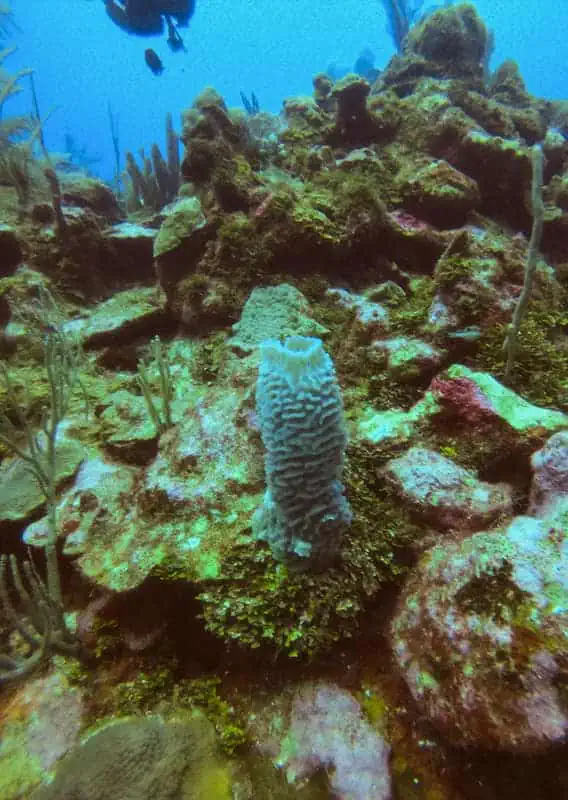 Close-up of a brain coral on a Belizean reef, with a silhouette of a diver in the background, showcasing the underwater biodiversity in June.