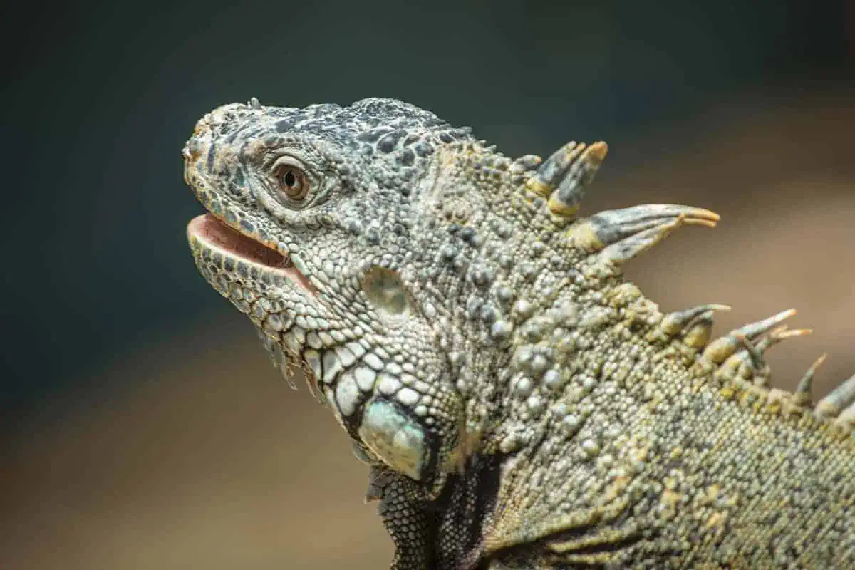 A close-up of an iguana native to Belize, highlighting the exotic wildlife one might encounter while exploring the country in June.