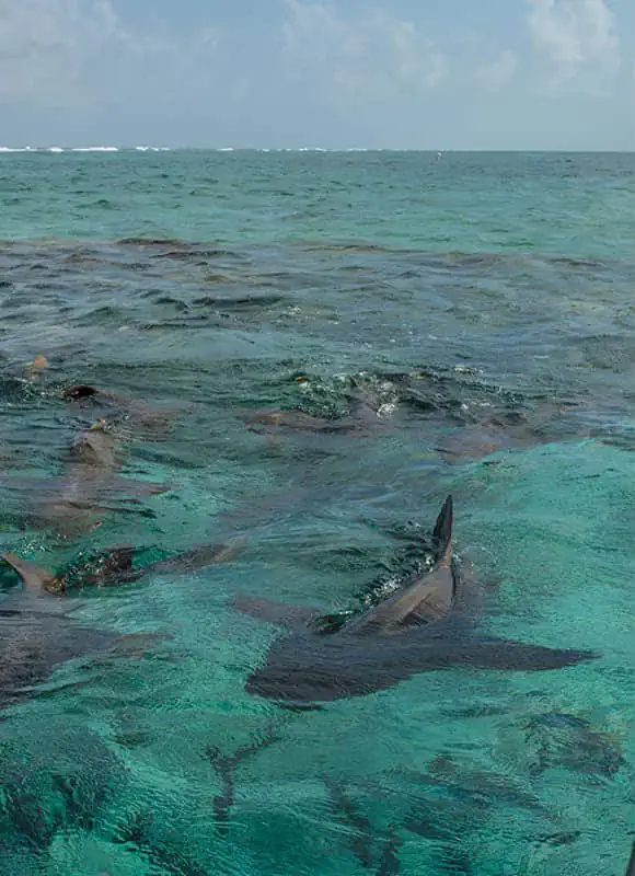 Ultimate Belize Puns & Captions For An Un-Belize-able Laugh 8 Sharks and fish swim through the clear, turquoise waters of the Belize Barrier Reef, an underwater paradise for divers and snorkelers.