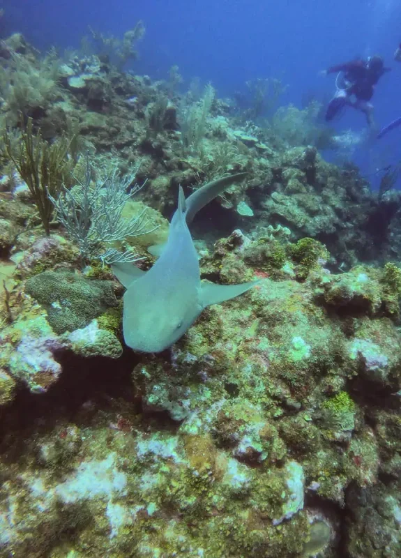 An engaging scene displaying a nurse shark gliding gracefully over the coral reef, with a diver in the background, at an atoll in Belize.