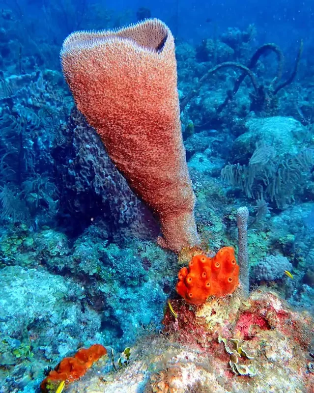 Large, tube-shaped sponge dominating the reef scene at a Belize atoll, with smaller orange sponges and coral in the backdrop highlighting the area's rich biodiversity.