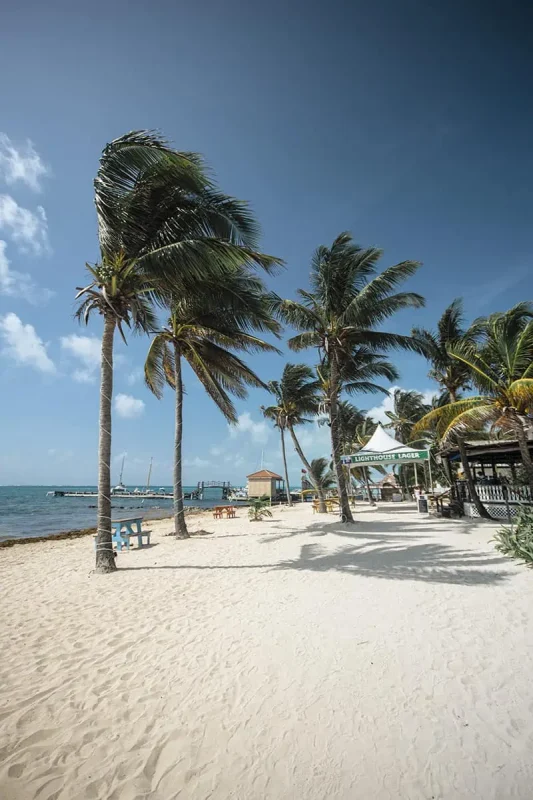 Best Beaches In Ambergris Caye: For Swimming, Snorkeling, Tanning & More 15 A serene and sunny beach with tall palm trees swaying in the wind and a clear blue sky, typical of the beautiful natural scenery found on Ambergris Caye's best beaches.