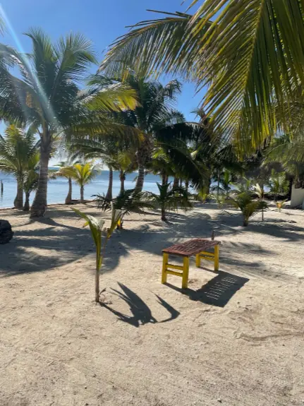 Best Beaches In Ambergris Caye: For Swimming, Snorkeling, Tanning & More 9 Young palm trees and a solitary yellow wooden bench on the sandy shores of Ambergris Caye, evoking the relaxed and peaceful atmosphere of the island's pristine beaches.