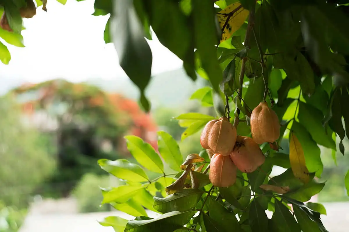 Fruits In Belize: The BEST 24 Fruits Worth Trying On Your Visit 12 Branches with a cluster of ackee fruits hanging amongst lush green leaves, a tropical scene reminiscent of the natural bounty in Belize.