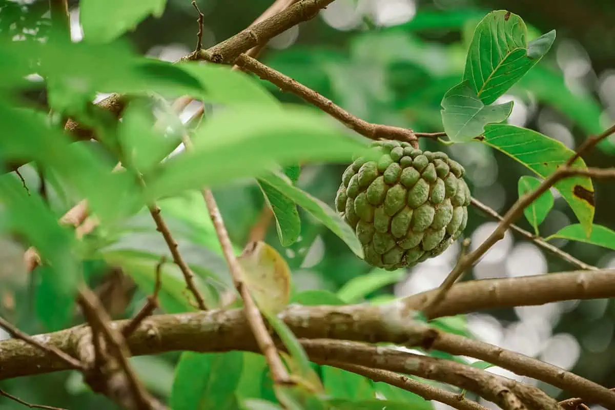 Fruits In Belize: The BEST 24 Fruits Worth Trying On Your Visit 17 Custard apple (Annona squamosa) nestled within verdant branches, an exotic fruit commonly found in Belize.