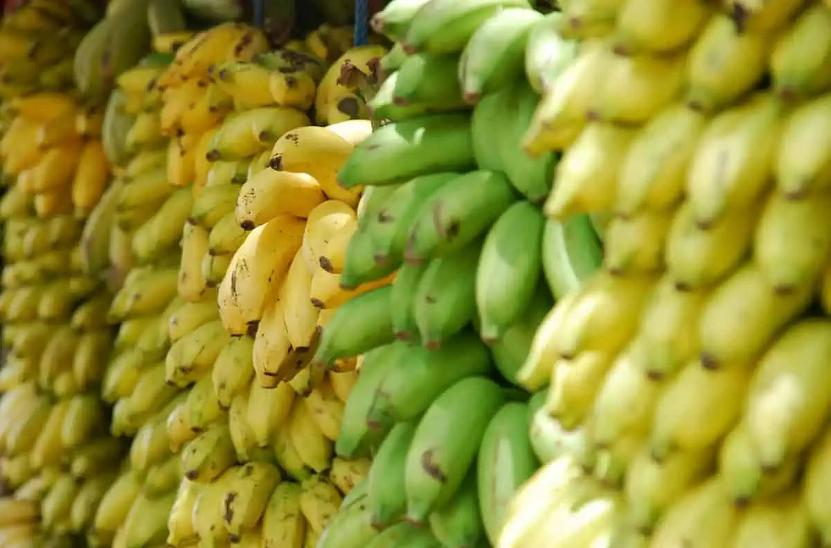 Fruits In Belize: The BEST 24 Fruits Worth Trying On Your Visit 8 Stacked bunches of yellow and green bananas, capturing the freshness of Belize's local produce.