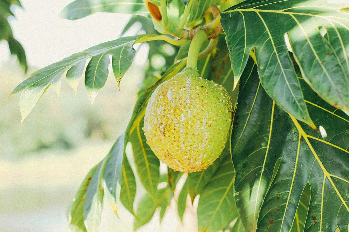 Fruits In Belize: The BEST 24 Fruits Worth Trying On Your Visit 7 A breadfruit speckled with water droplets, hanging from a leafy tree, highlighting tropical fruits in Belize.