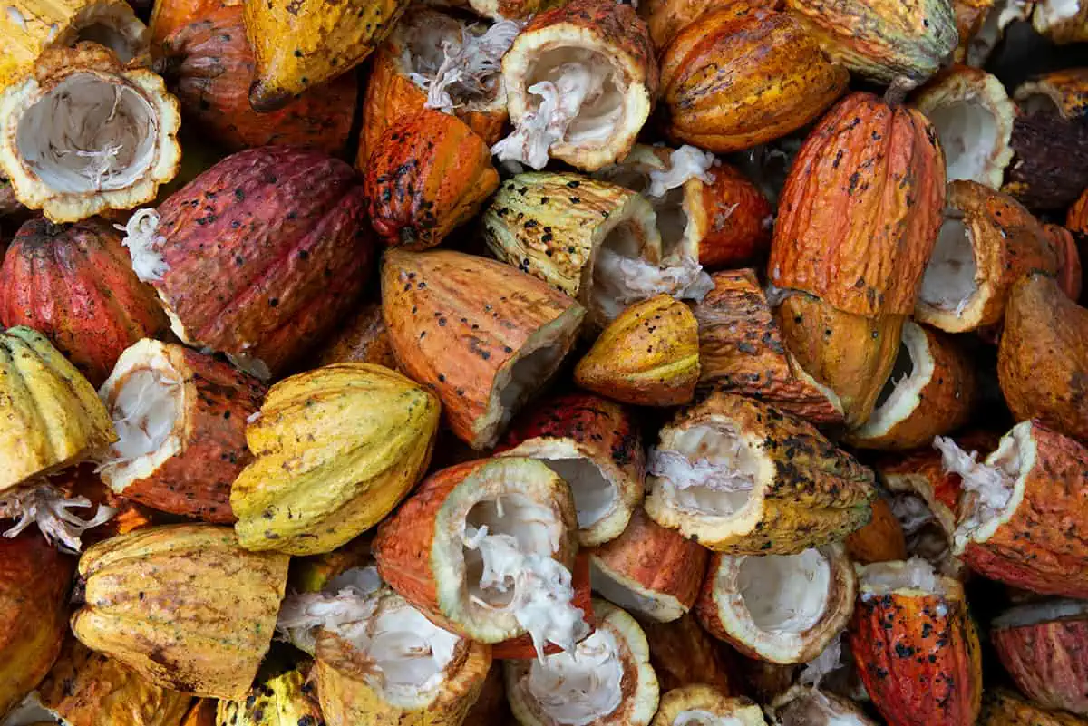 Fruits In Belize: The BEST 24 Fruits Worth Trying On Your Visit 21 Split open cocoa pods revealing the white flesh and beans inside, indicative of Belize's role in chocolate production.