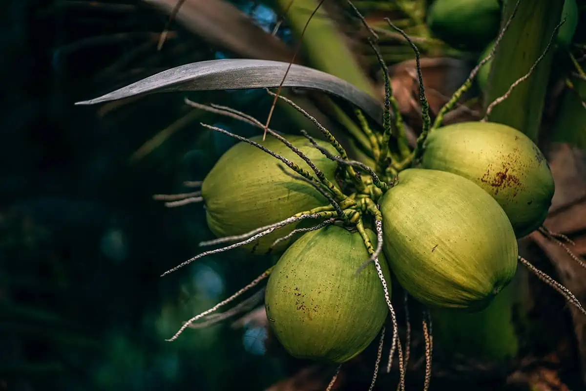 Fruits In Belize: The BEST 24 Fruits Worth Trying On Your Visit 11 A group of young green coconuts with long stems, growing in a cluster, typical of the tropical flora in Belize.