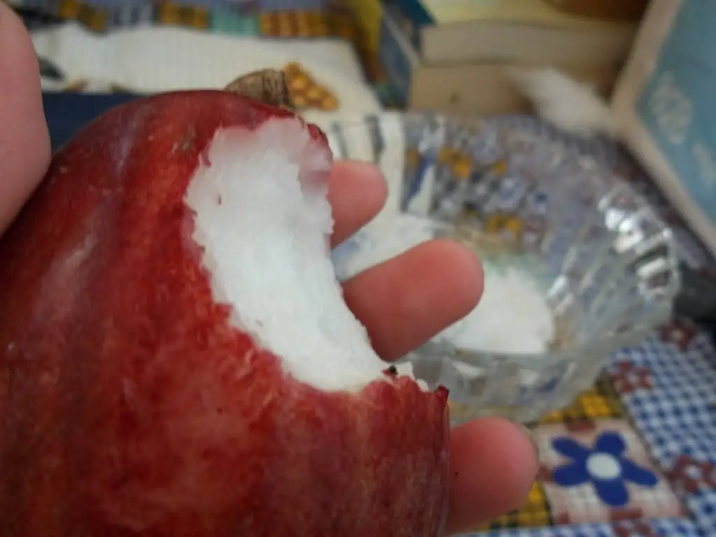 Fruits In Belize: The BEST 24 Fruits Worth Trying On Your Visit 23 Close-up of a hand holding a bitten red malay apple with white flesh, with blurred background, illustrating a fresh fruit snack.
